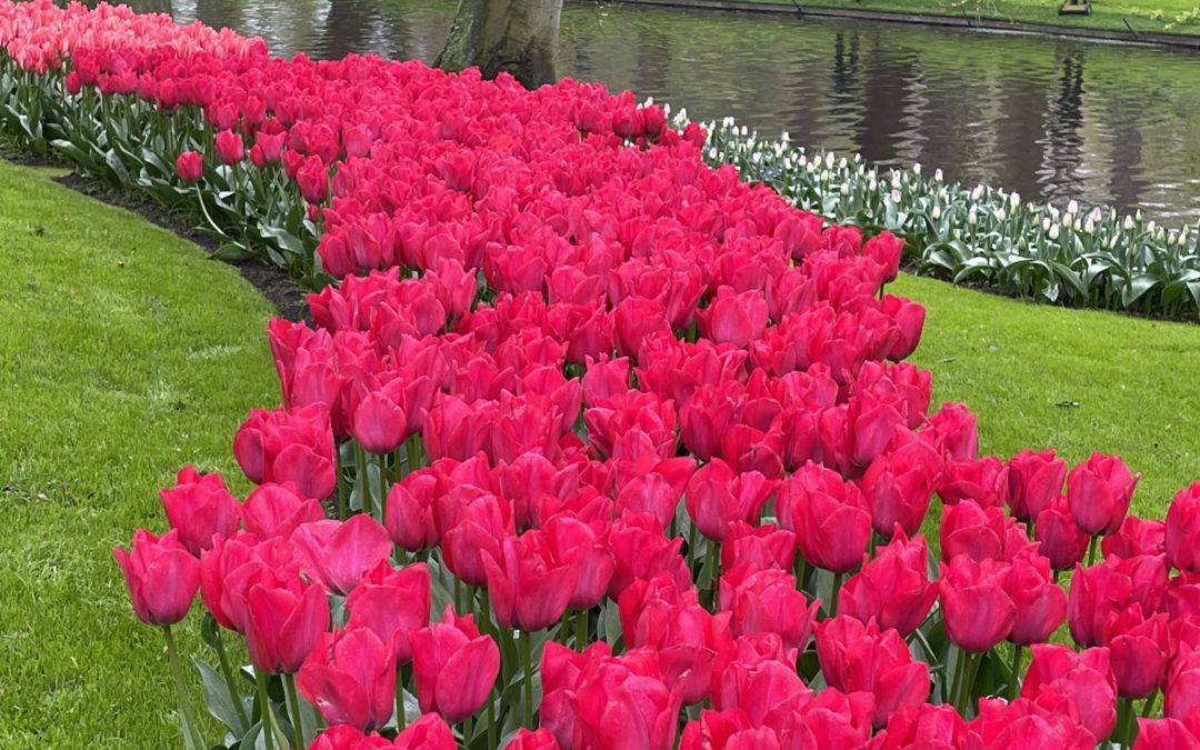PARC KEUKENHOF et son Corso fleuri